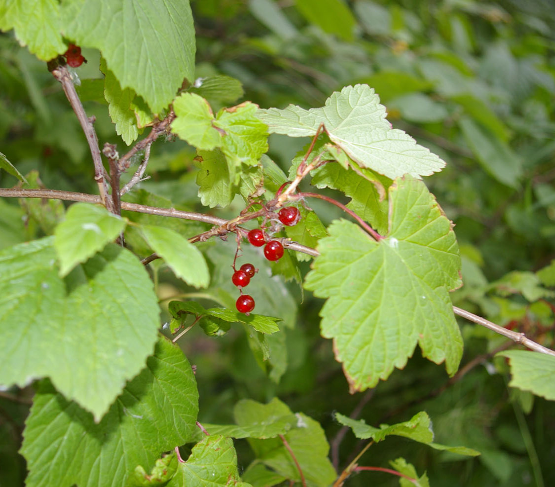 Small red berries on bush