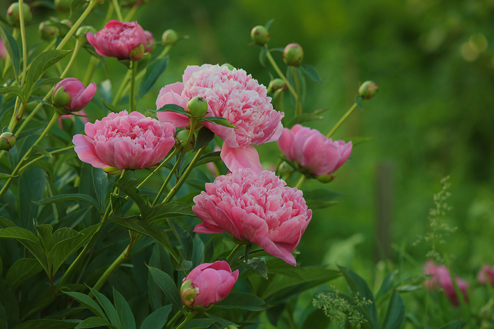 Banner Peonies