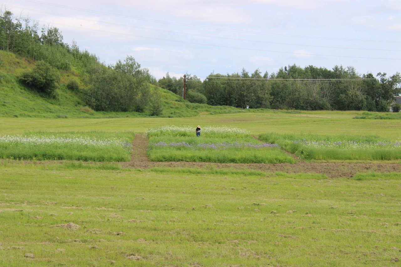 A woman in a sunhat stands in a research plot in a field. The plots are filled with different types of plants- white flowers, purple flowers and yellow flowers mingle with the greenery