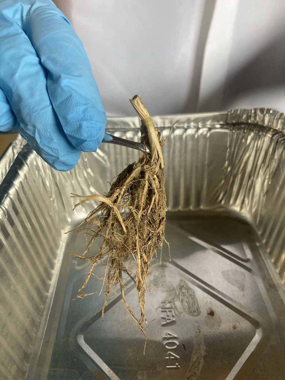 A blue latexed hand holds a bundle of roots with tweezers
