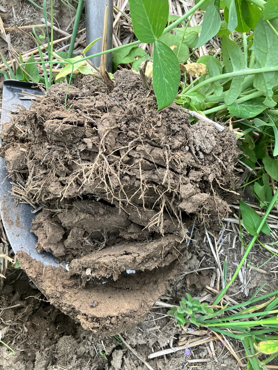 A shovel full of dirt exposes many roots