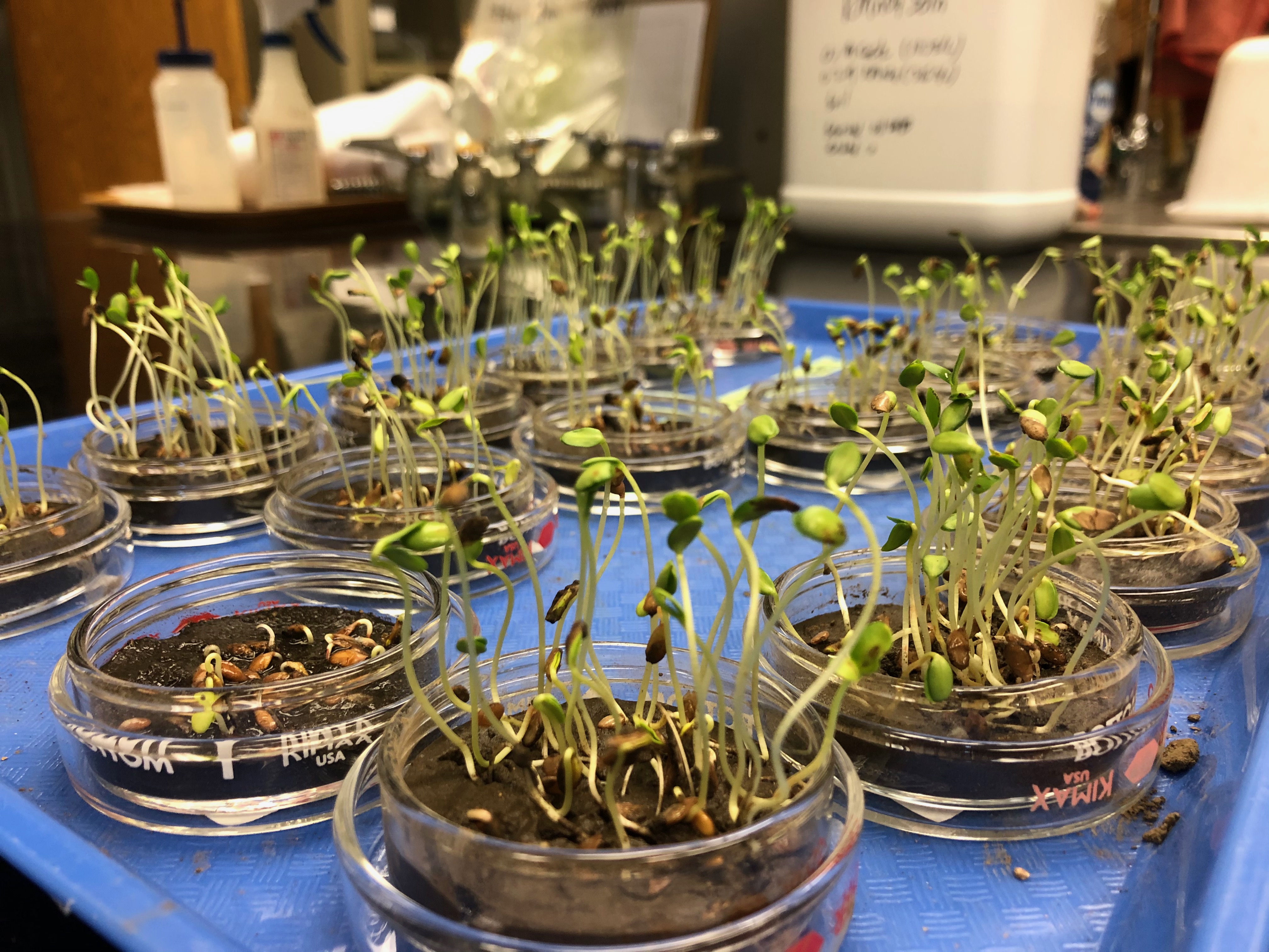 Petri dishes full of seedlings only inches tall sit atop a blue tray