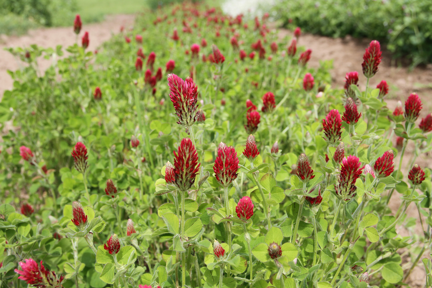 Field of red flowers