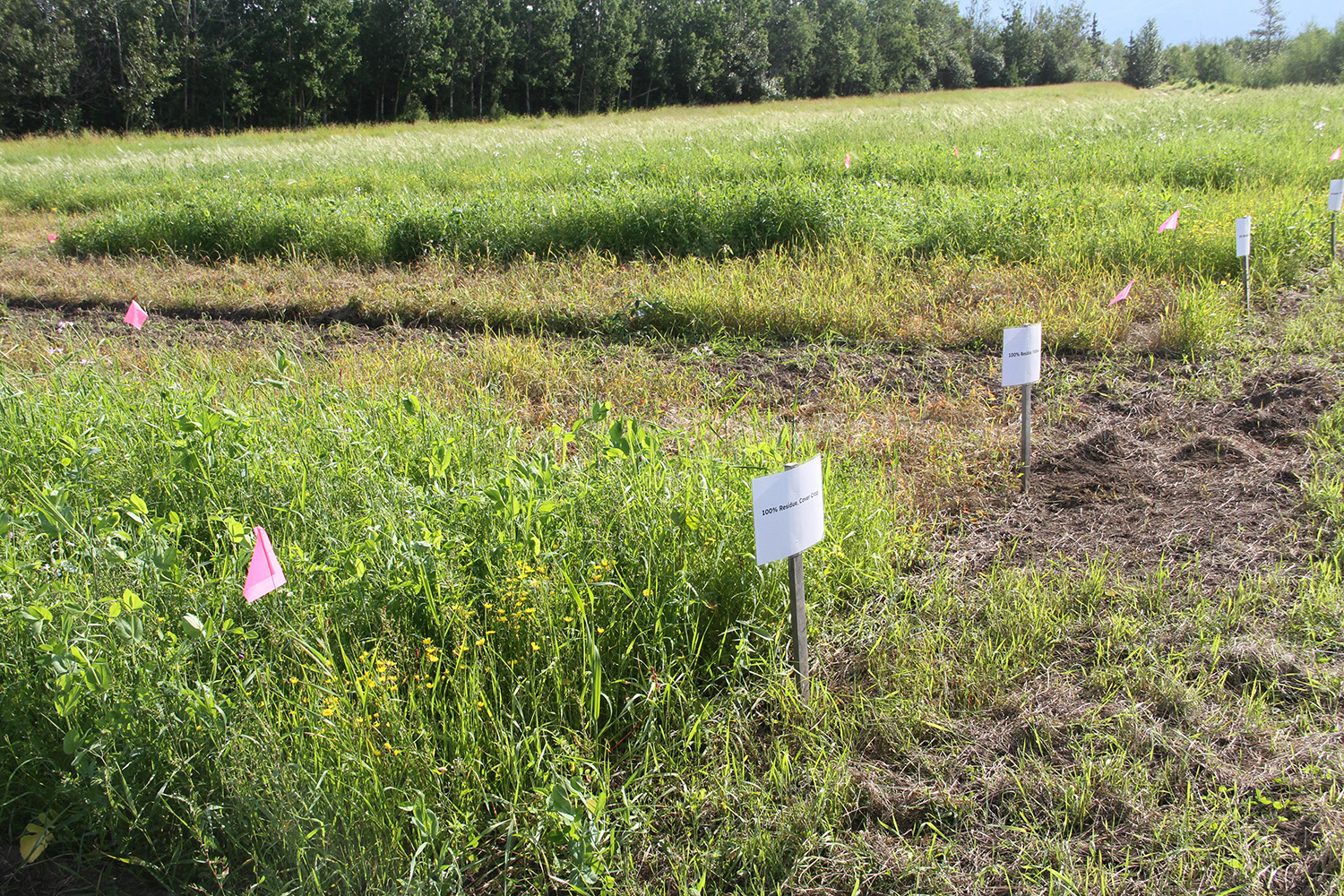 Field of growing vegetables