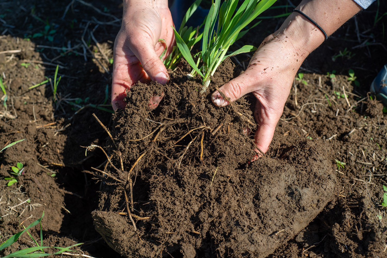 Hands in soil