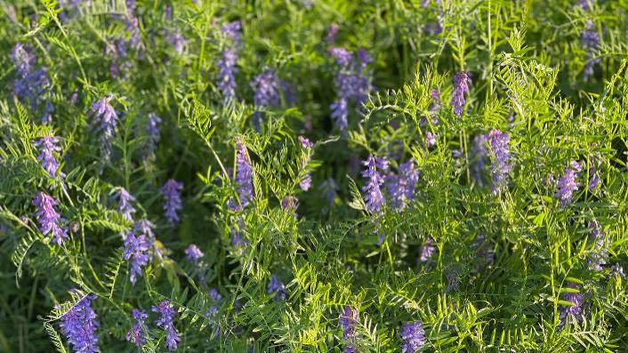 Purple flowers