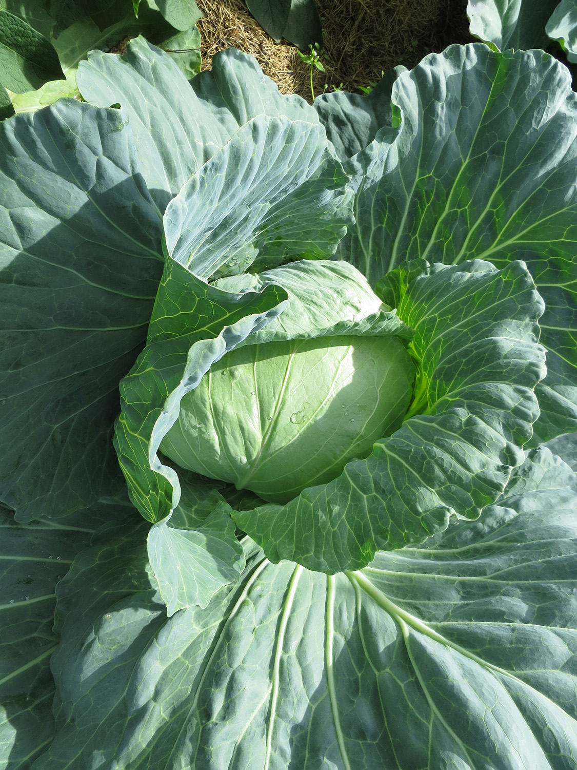 Large vibrant cabbage