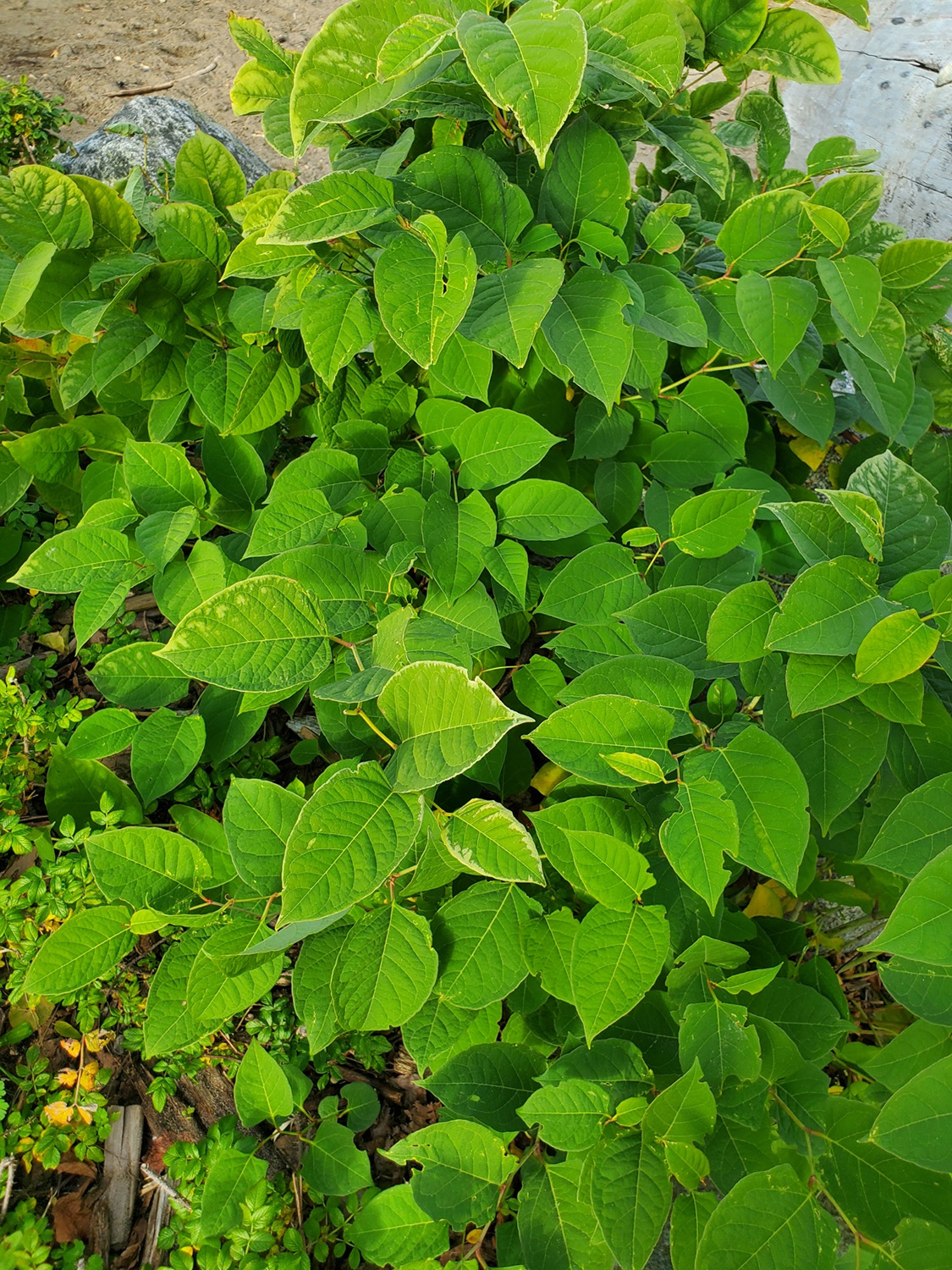 Cluster of small green leaves
