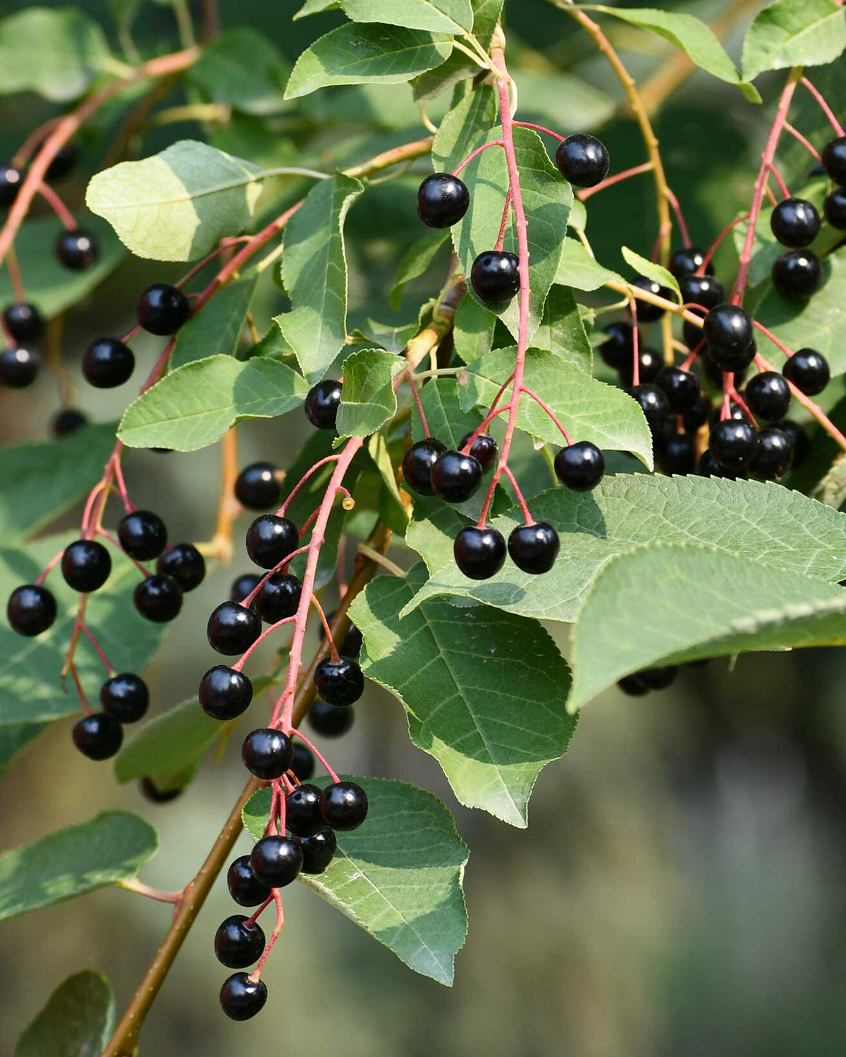 Black berries growing on bush