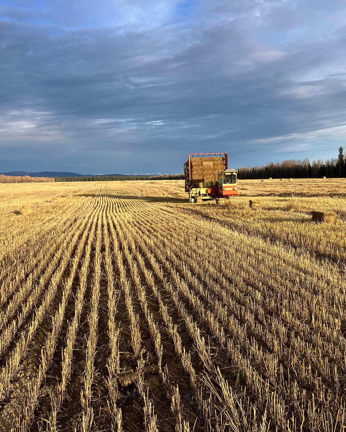 Field of straw