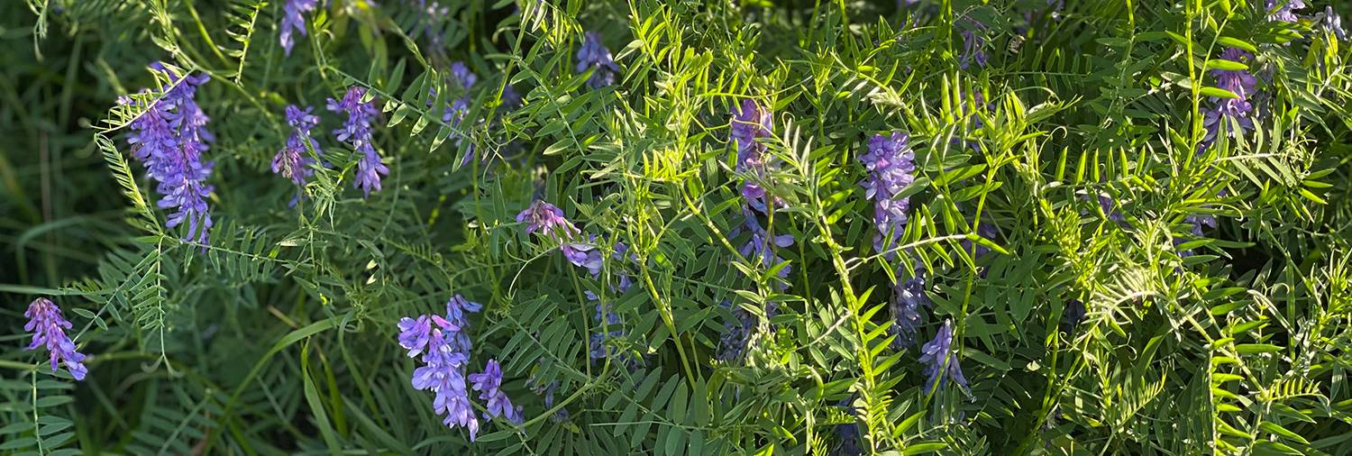 Group of vetch plants growing