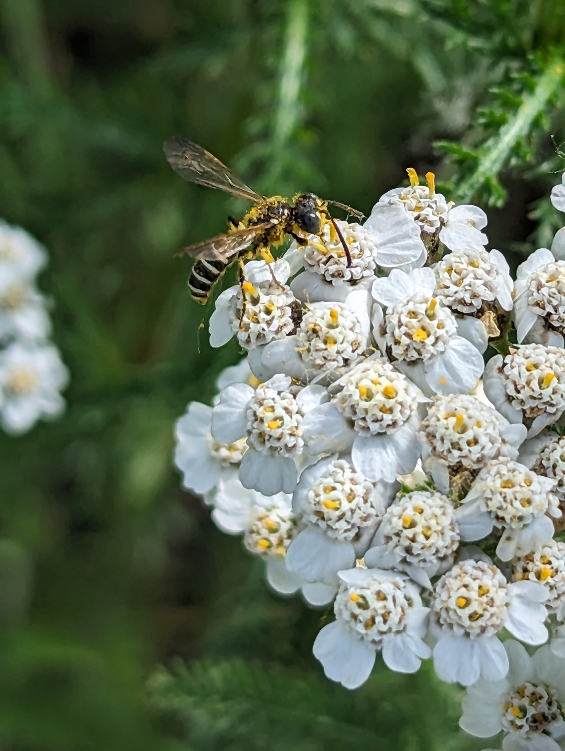 Cluster of white flowers