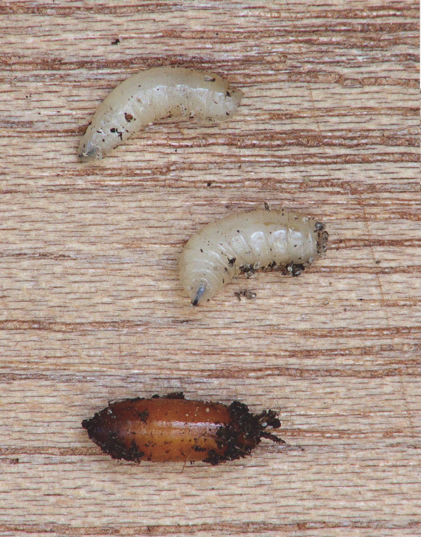 Root maggot larvae