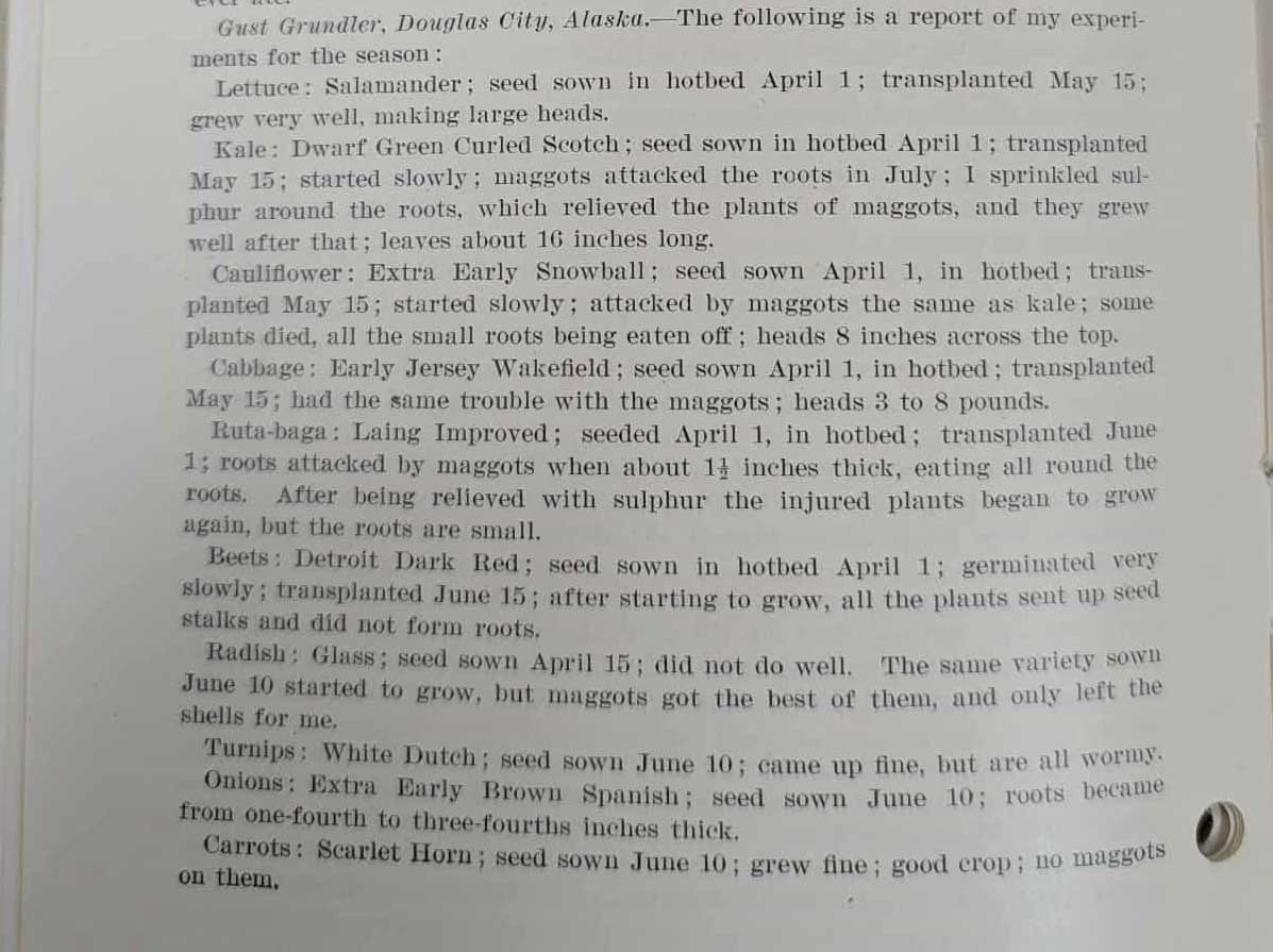 Kale: Dwarf Green Curled Scotch; seeds sown in hotbed April 1; transplanted May 15; maggots attacked the roots in July; I sprinkled sulphur around the roots, which relieved the plant of maggots, and they grew well after that; leaves about 16 inches long.   Cauliflower: Extra Early Snowball; seed sown April 1, in hotbed; ; transplanted May 15; started slowly; attacked by maggots the same as kale; some plants died, all the small roots being eaten off; heads 8 inches from the top.   Cabbage: Early Jersey Wakefield; seed sown April 1, in hotbed; transplanted May 15; had the same trouble with the maggots; heads 3 to 8 pounds.   Ruta-baga: Laing Improved; seeded April 1, in hotbed; transplanted June 1; roots attacked by maggots when about 1½ inches thick, eating all round the roots. After being relieved with sulphur the injured plants began to grow again, but the roots are small.   Beets: Detroit Dark Red; seed sown in hotbed April 1; germinated very slowly; transplanted June 15; after starting to grow, all the plants sent up seed stalks and did not form roots.   Radish: Glass; seed sown April 15; did not do well. The same variety sown June 10 started to grow but maggots got the best of them, and only left the shells for me.