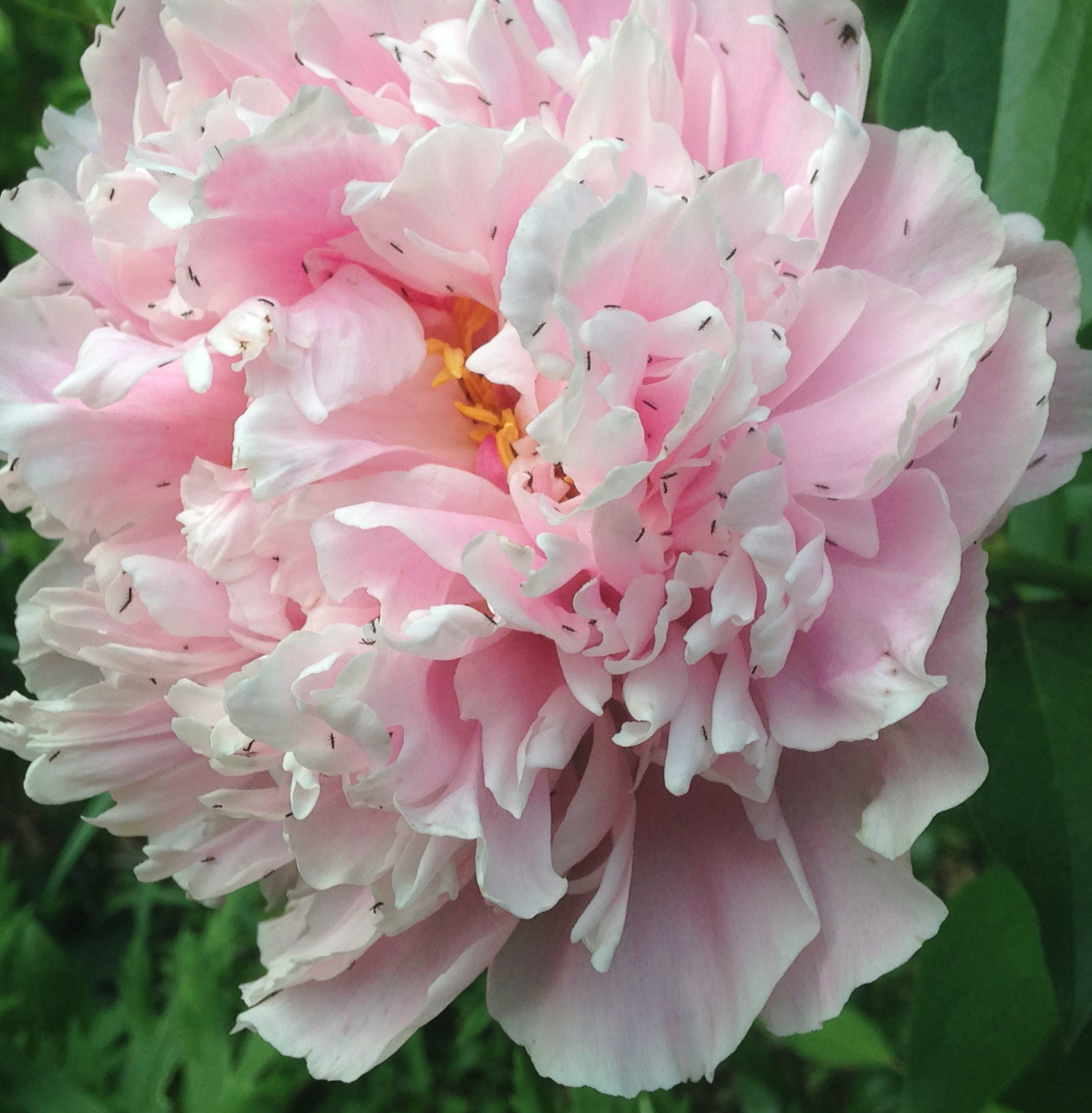 Peony