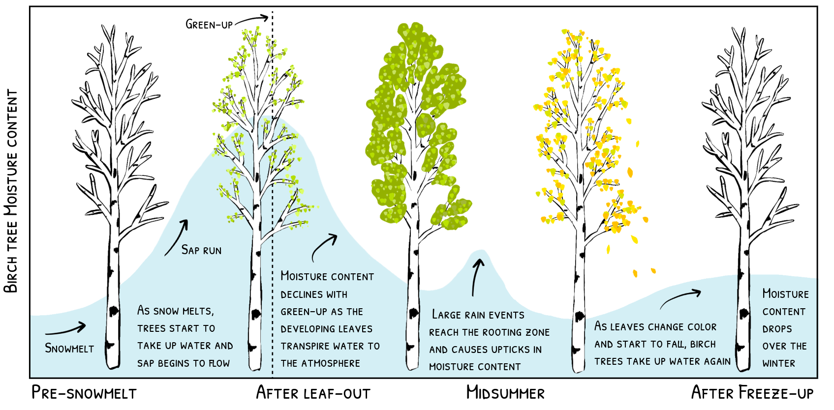 A graph showing water content in birch trees throughout the year: water increasing as snow melts and sap begins to flow. Then the moisture content declines as leaves burst and start to transpire water to the atmosphere. Large rain events reach the rooting zone and causes upticks in moisture content. In the fall, as leaves change color and start to fall, the trees take up water again. Finally the moisture content drops after freeze-up.