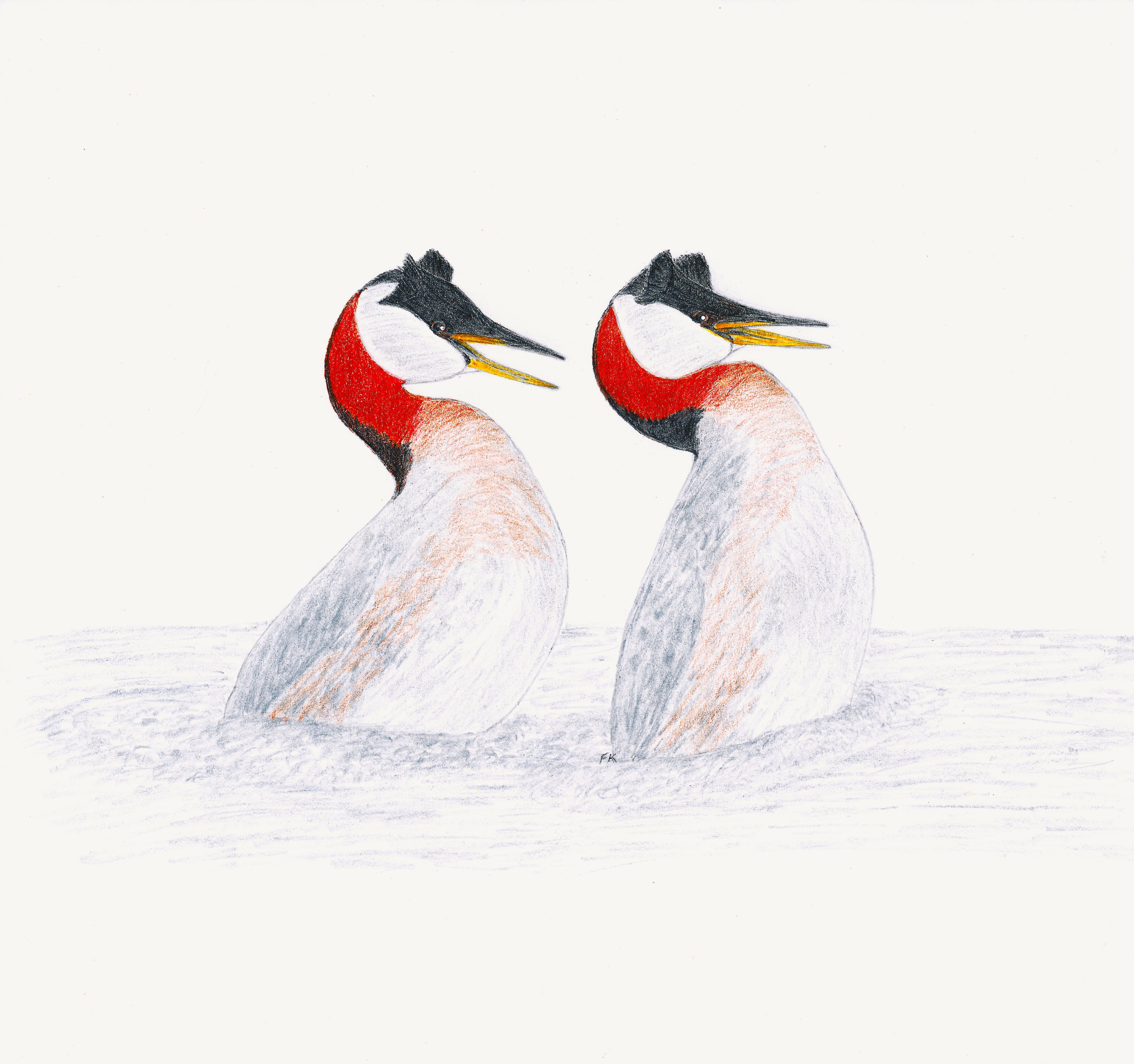 illustration of red-necked grebes