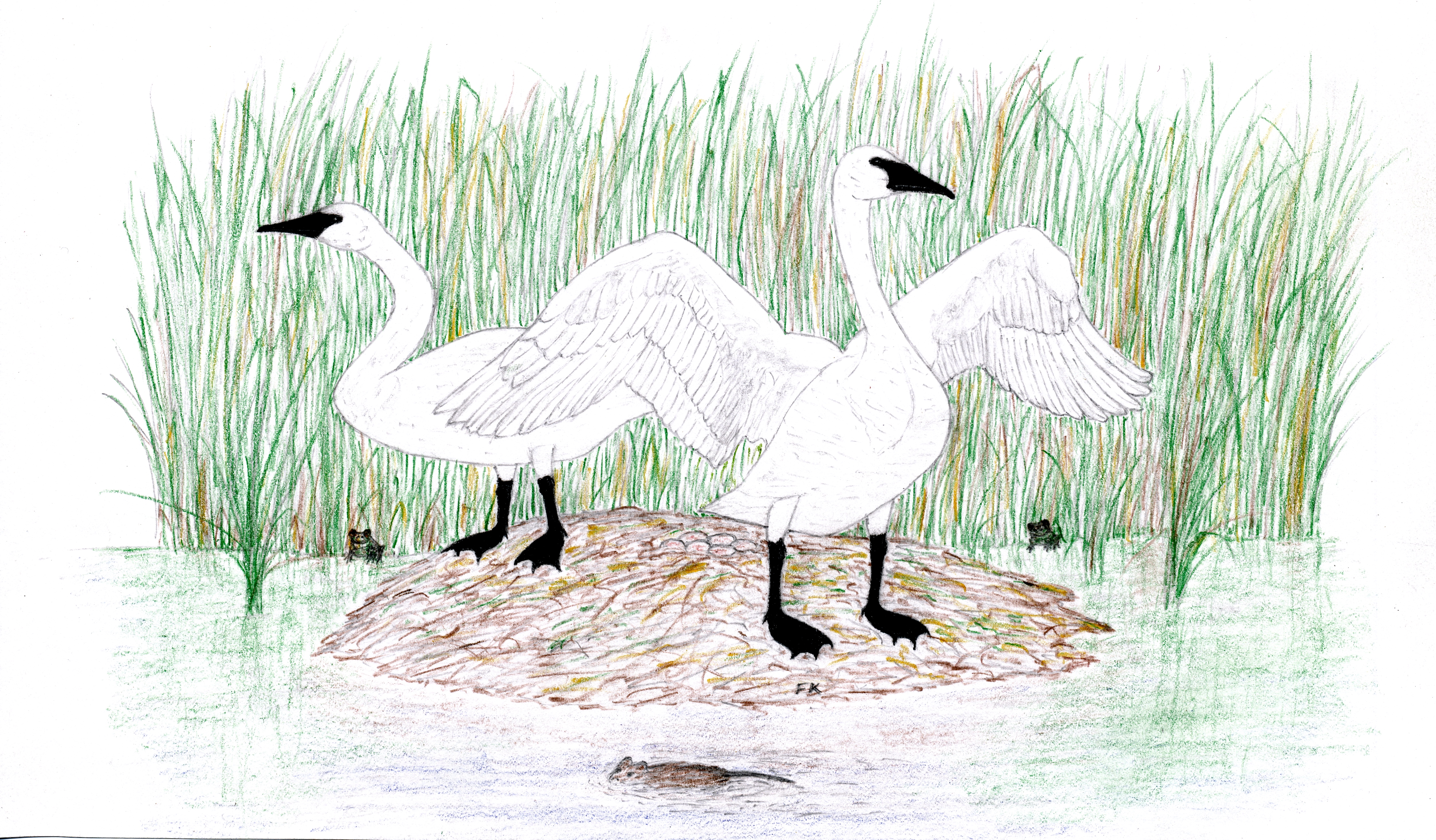 illustration of trumpeter swans