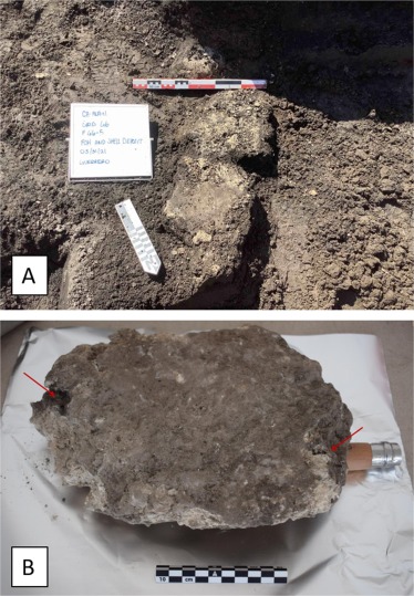 (A) Concreted shell and ash feature (G6-05) at ALA-11. (B) North lobe of concreted ash and shell feature G6-05. Red arrows indicate black layer sampled in this analysis