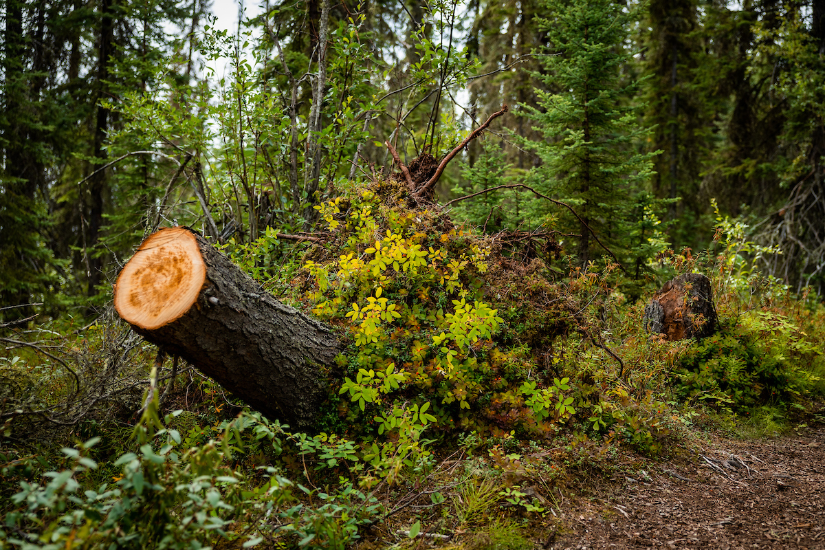 A fallen tree exposes its roots on the trail at the Yankovich Burn Site, 8/1/22. (UAF photo by Leif Van Cise)
