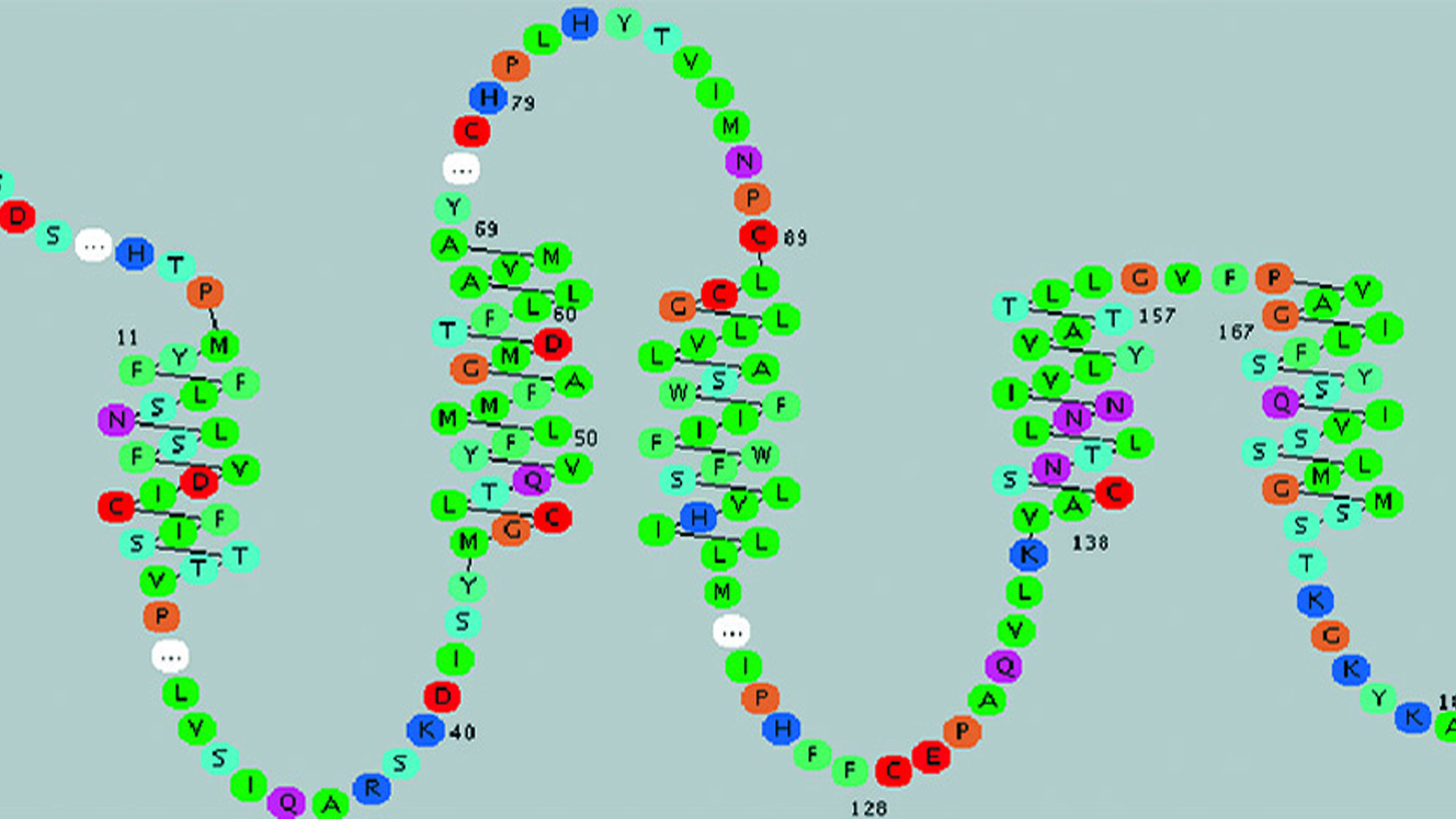 Denisova OR7D4 protein model