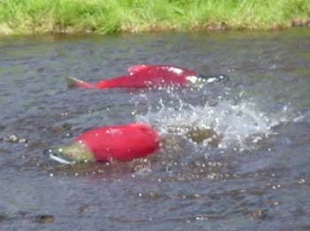spawning salmon