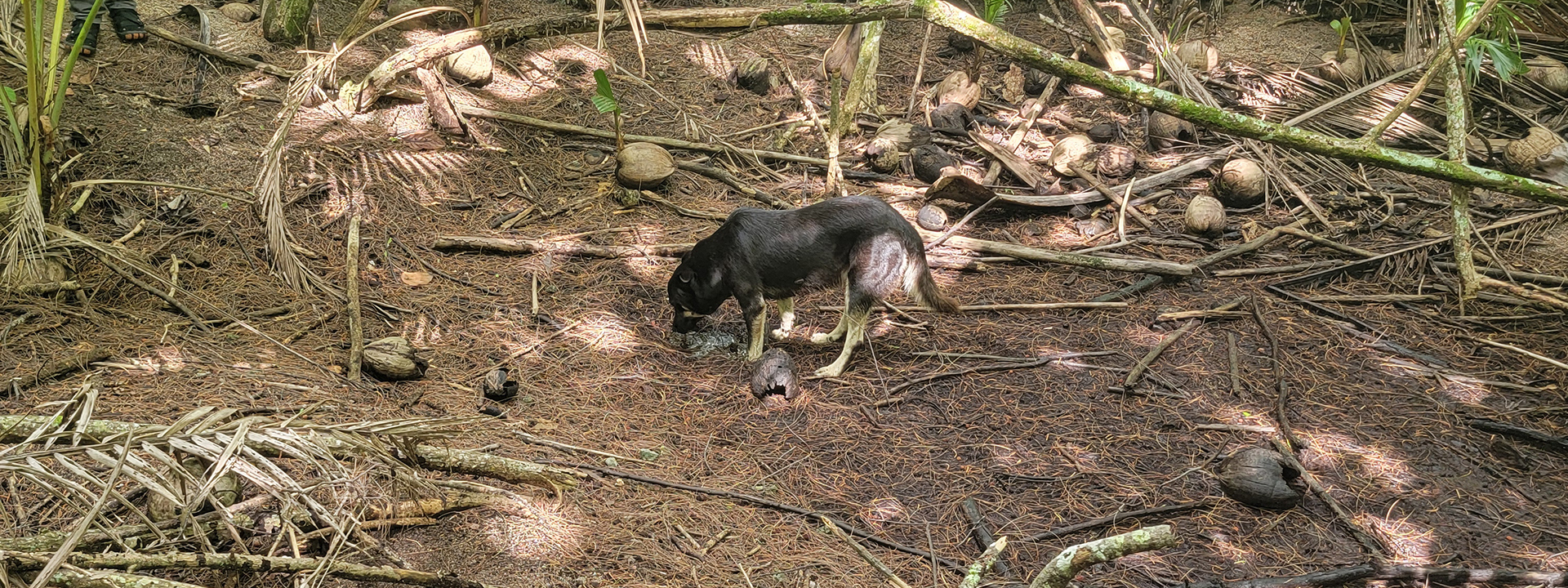 A modern dog attempts to drink water from a coral islet. Photo courtesy of Justin Cramb