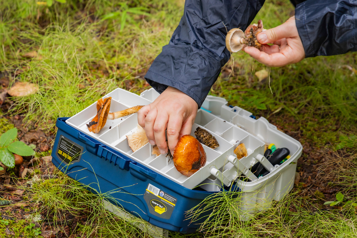 Various wild mushrooms found along the ski trails of West Ridge on the upper Troth Yeddha' Campus during Summer Session's Mushroom Identification class for adults, lead by mycologist Christin Swearingen, August 17, 2024. (UAF photo by Leif Van Cise)