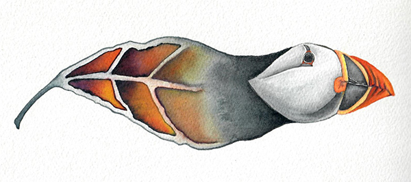 A leaf-puffin hybrid image where the left side is an orange leaf that transitions into the upper half of a puffin as you move right