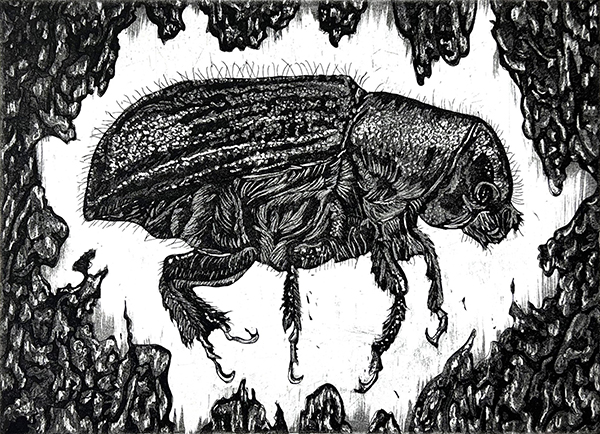 A black and white print of the profile of a beetle