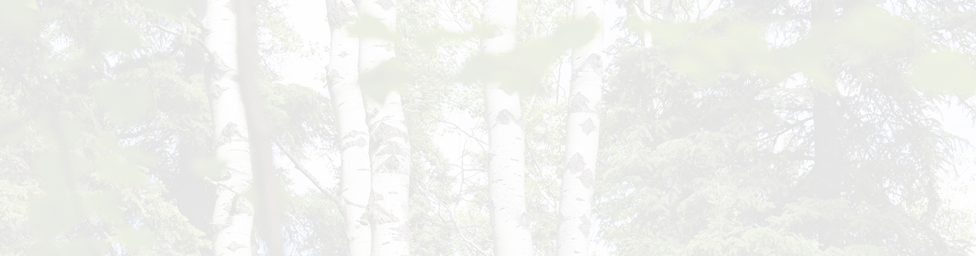 birch trees