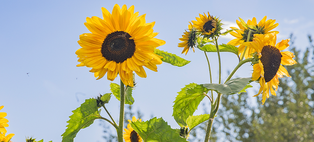 Sunflowers.
