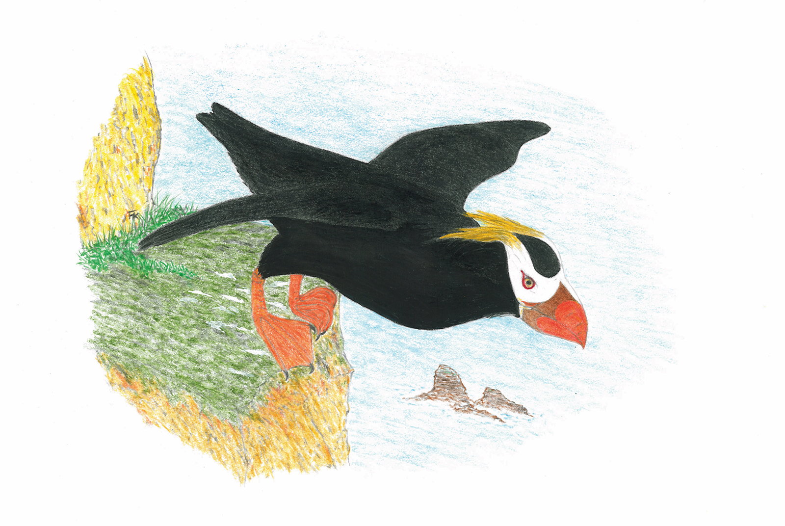 Tufted Puffin