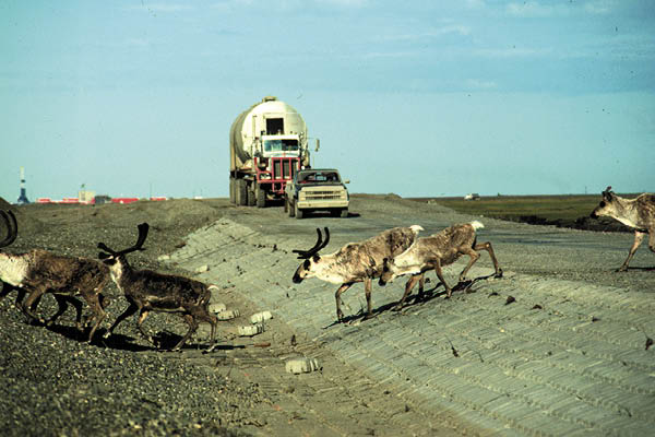 A group of caribou crosses the Spine Road in the Kuparuk River floodplain, west of Prudhoe Bay on Alaska's North Slope, in July 1982. Photo by Brian Lawhead.