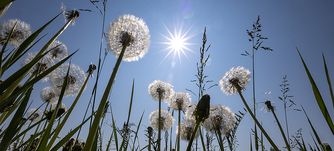 Sunny summer scenic photos around the UAF campus Wednesday, June 18, 2025