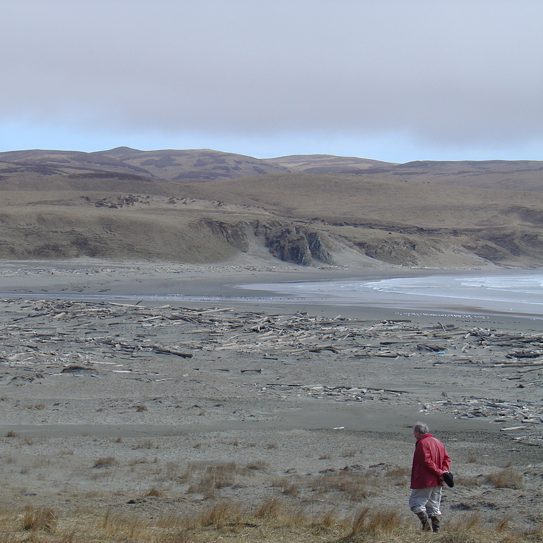 Photo by Catherine West, courtesy of the Alutiiq Museum.
Don Clark looks for archaeological sites on Chirikof Island in 2005.