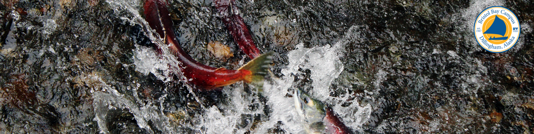 Banner- Salmon