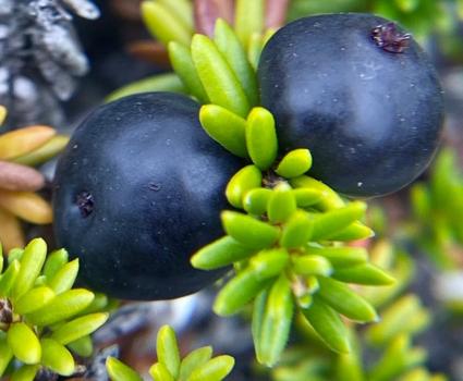 A pair of crowberries ripen on their branch