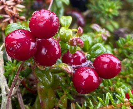 A cluster of dewy low-bush cranberries on the scrubby, low-lying plant.