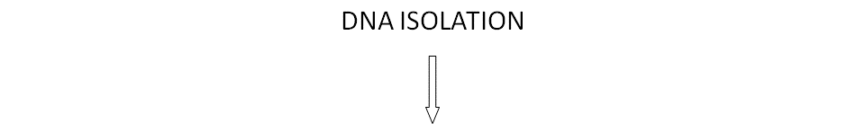 Resolves down to DNA Isolation