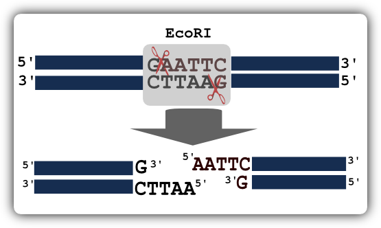 Restriction Digest Alaska BioPREP