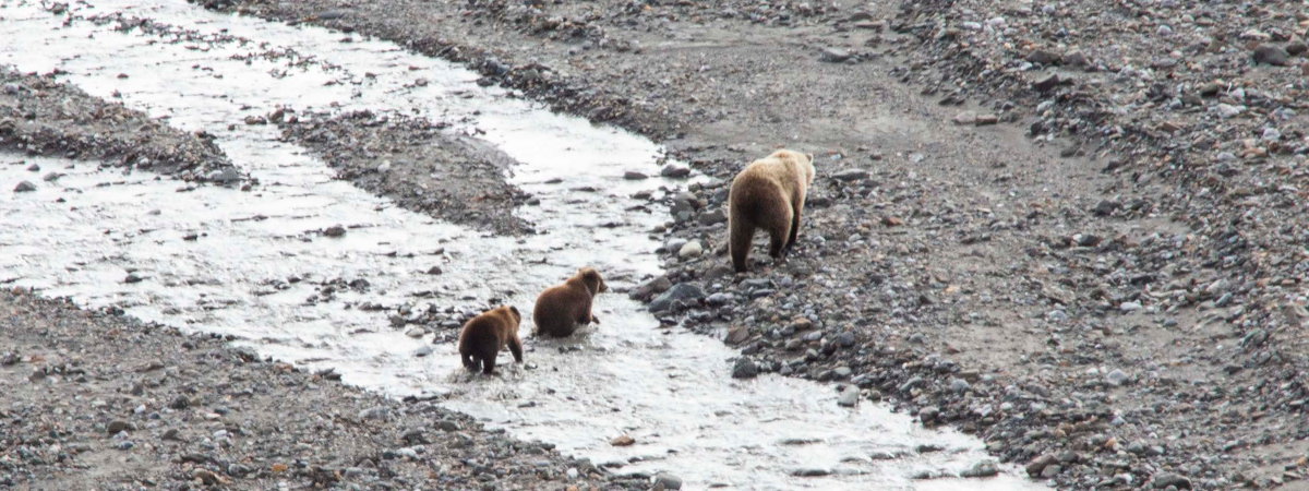 Bear with cubs crossing a braided river.