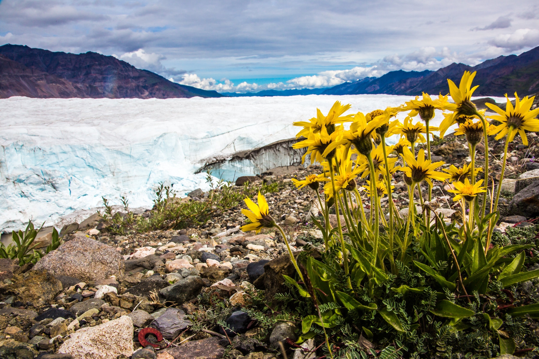 scenic shot of flowers and glaciers