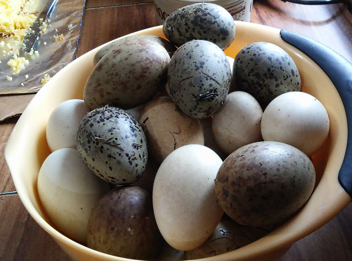 A bowl full of wild bird eggs