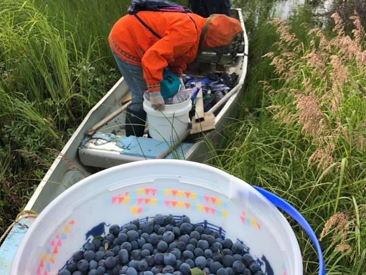 Blueberry picking by boat