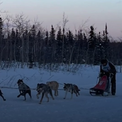 Dog mushing
