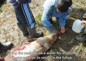 Young kid looking at fish on ground