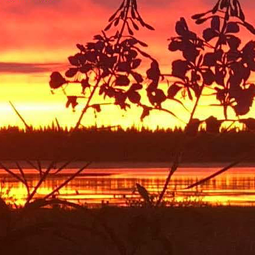 Fireweed at sunset