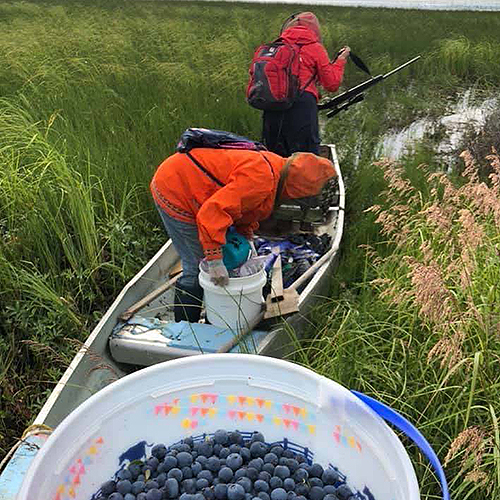 Two people on boat gathering blueberries
