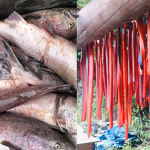 Fish caught and fish drying